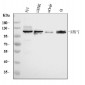 Anti-Neuropilin 1 Antibody Picoband™ (monoclonal, 4G3F7)
